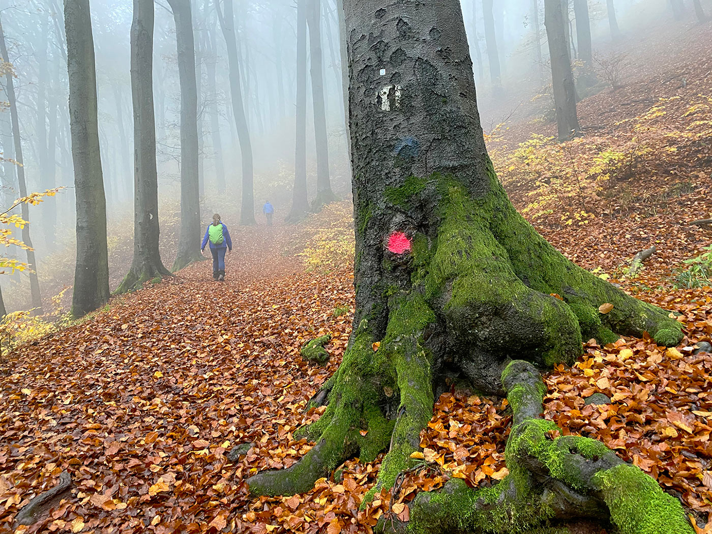 Fotoclub: Fotobearbeitung mit KI