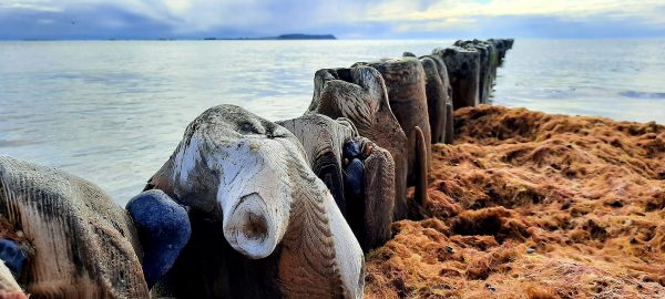 Buhne (Foto: Dietmar Schmidt)