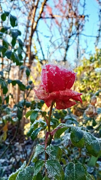 Die kalte Rose (Foto: Kerstin Wolff)