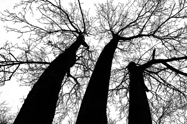 Drei Grazien (Foto: Andreas Kuhrt)