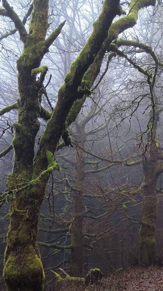 Dunst (Foto: Peter Maximilian Schmidt)