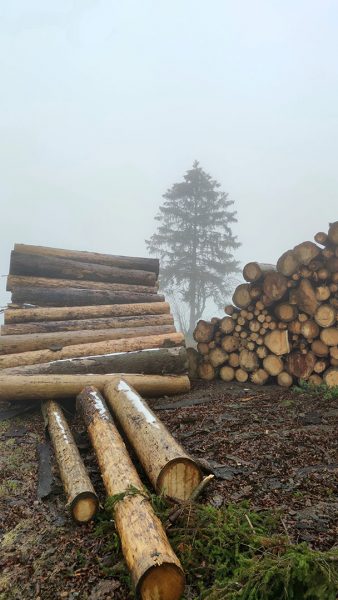 Ende vom Baum (Foto: Peter Maximilian Schmidt)