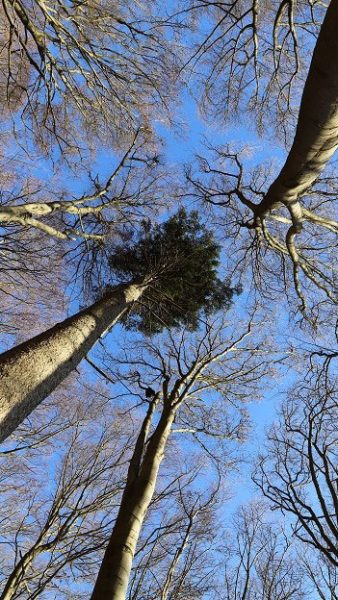 Kronenblick (Foto: Kerstin Wolff)