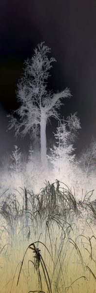 Landschaft mit Baum (Foto: Peter Maximilian Schmidt)