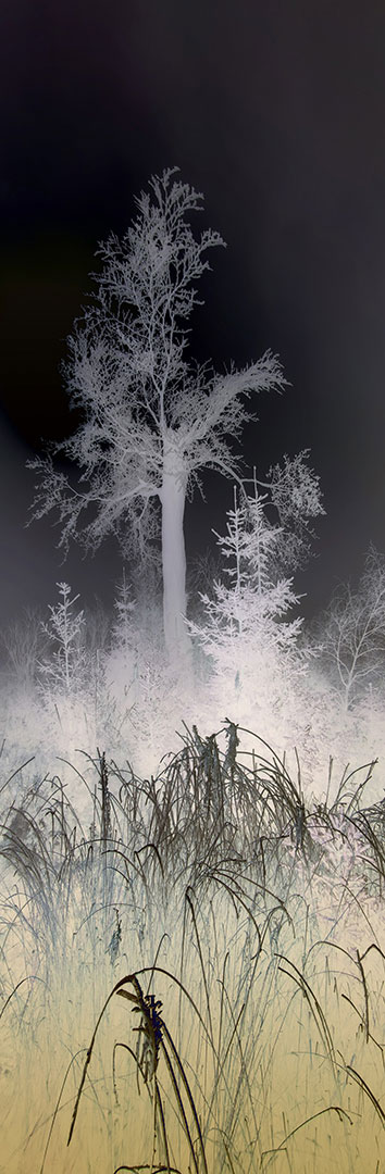 2020-Bild-des-Jahres-36-Landschaft-mit-Baum-pms-4.67 Landschaft mit Baum (Foto: Peter Maximilian Schmidt)