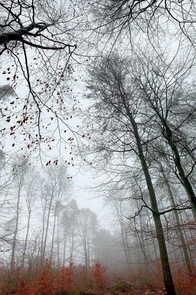 Nebelwald (Foto: Andreas Kuhrt)