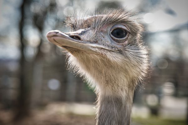 Neugier (Foto: Roland Kastner)