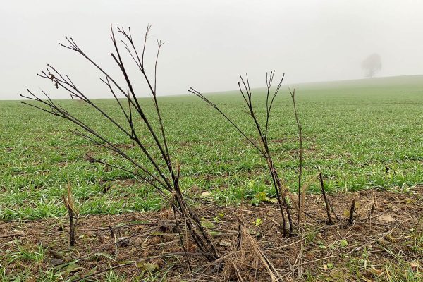 November (Foto: Andreas Kuhrt)