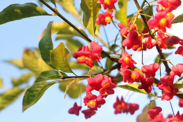 Pfaffenhütchen (Foto: Kerstin Wolff)