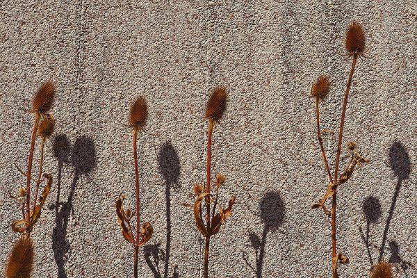 Schattenspiel (Foto: Roland Kastner)