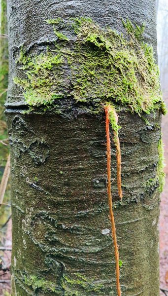 Verschluckt (Foto: Peter Maximilian Schmidt)