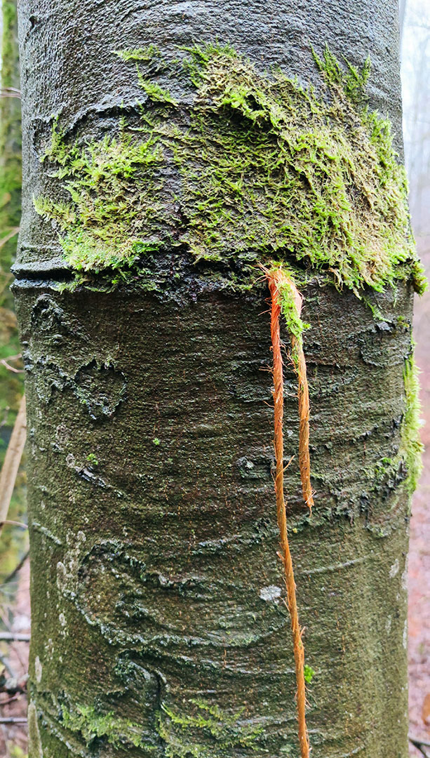 2020-Bild-des-Jahres-62-Verschluckt-pms-4 Verschluckt (Foto: Peter Maximilian Schmidt)