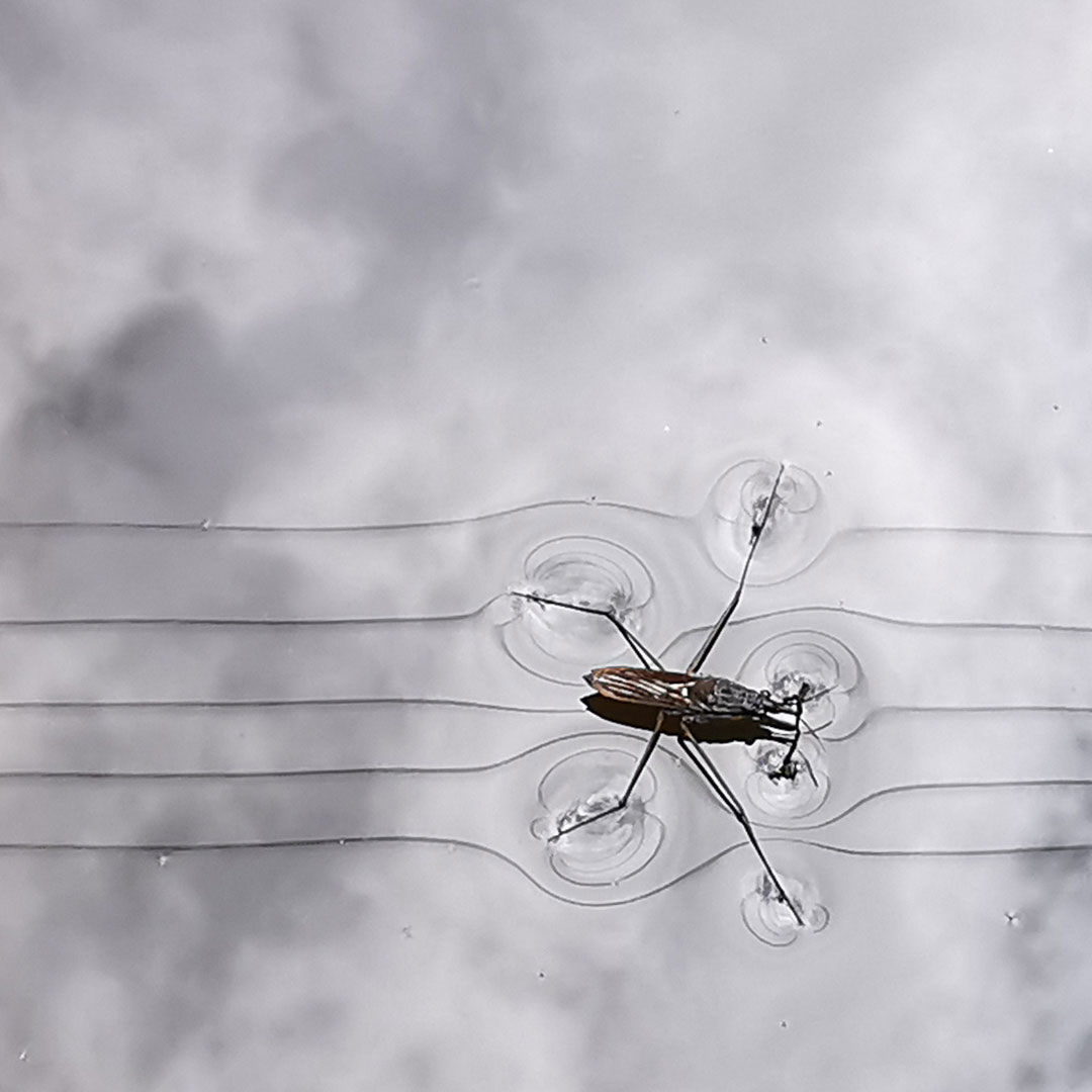 2020-Bild-des-Jahres-65-Wassermusiker-upf-7.33 Wassermusiker (Foto: Uli Pfeufer)
