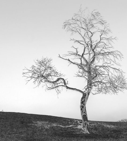 Serie: Variation 2 (Foto: Uli Pfeufer)