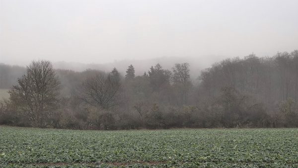 Serie: Vorwinter 2 (Foto: Peter Maximilian Schmidt)