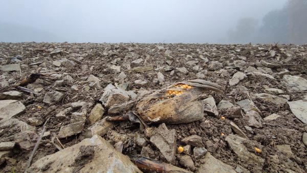 Serie: Vorwinter 3 (Foto: Peter Maximilian Schmidt)