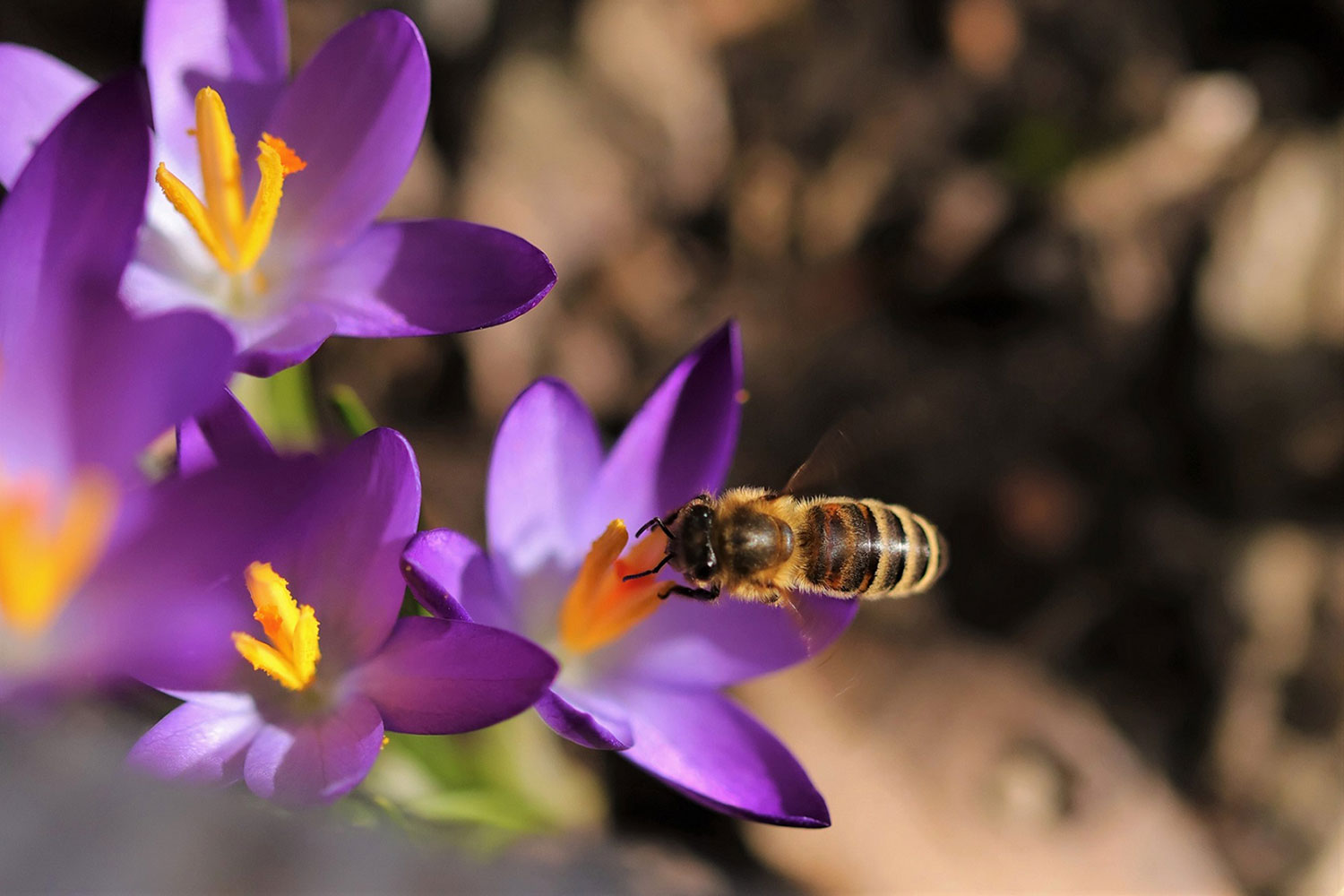 Fotoclub: Fotobearbeitung mit KI