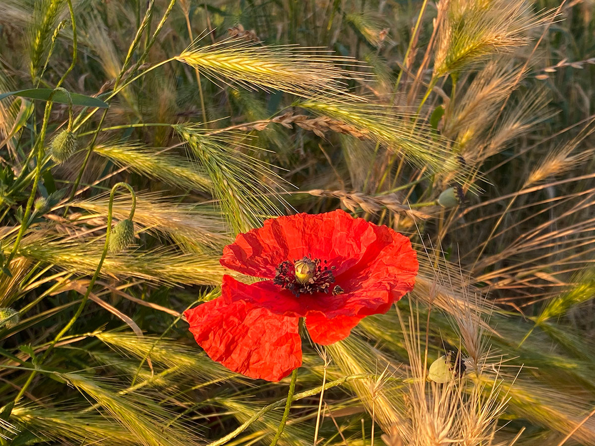 Mohn (Foto: Manuela Hahnebach)