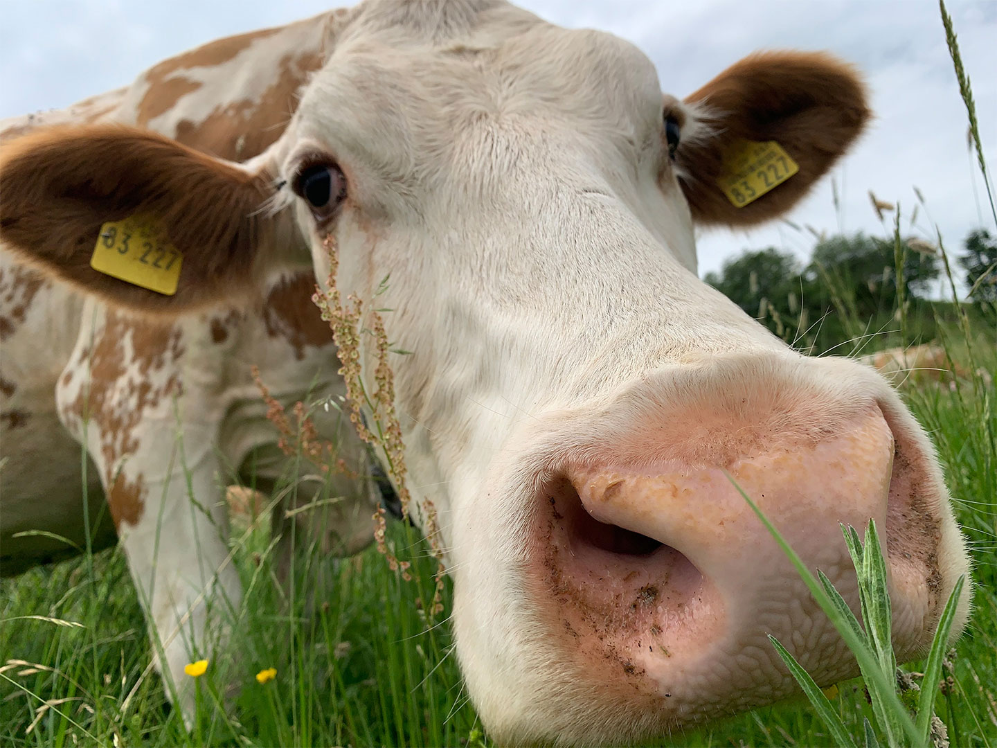 Müllers Kuh (Foto: Andreas Kuhrt)