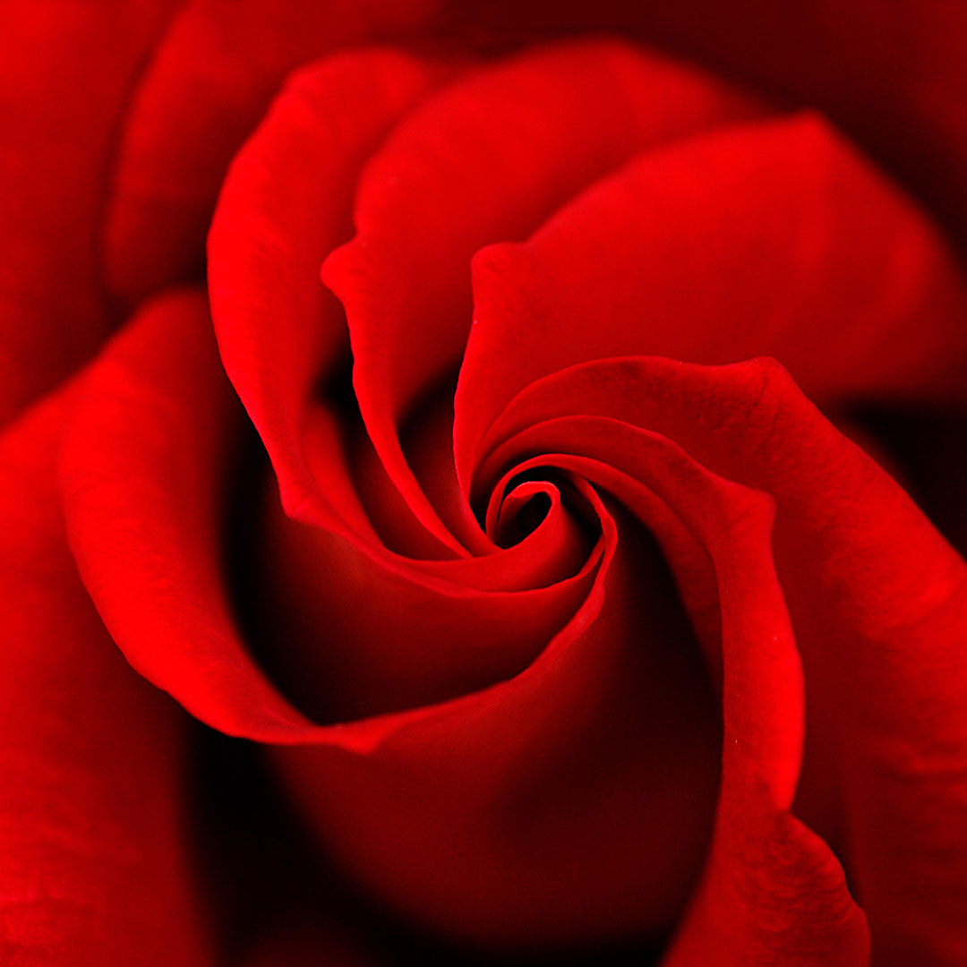 Rot (Foto: Manuela Hahnebach)