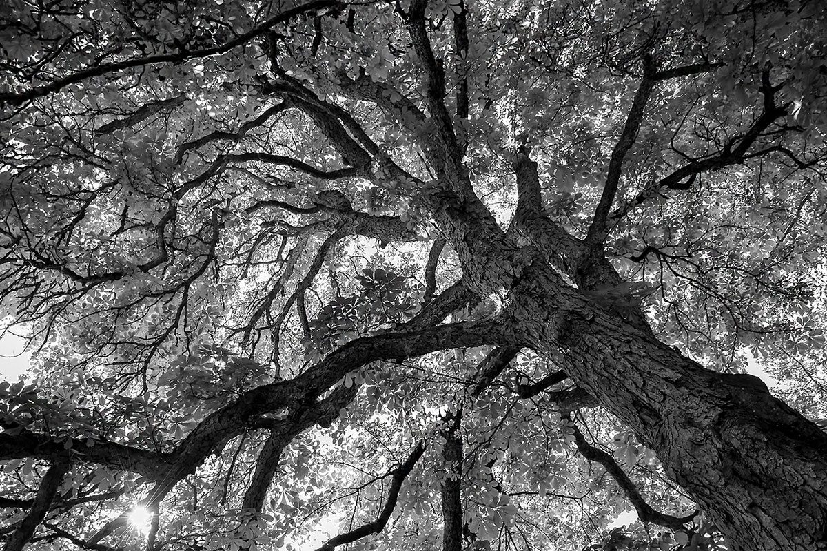 Verästelt (Foto: Günter Giese)