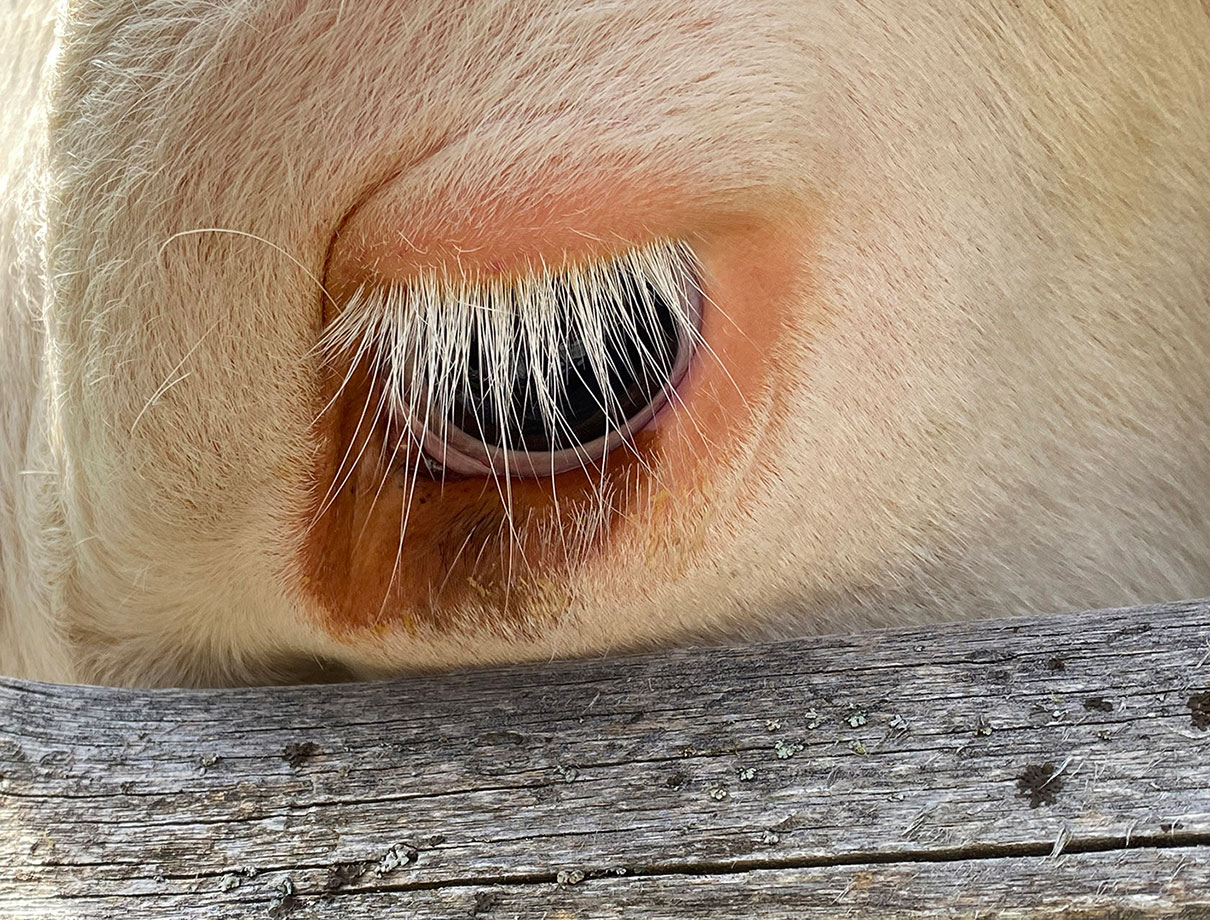 Fotoclub-Ausstellung "Bewegte Bilder"