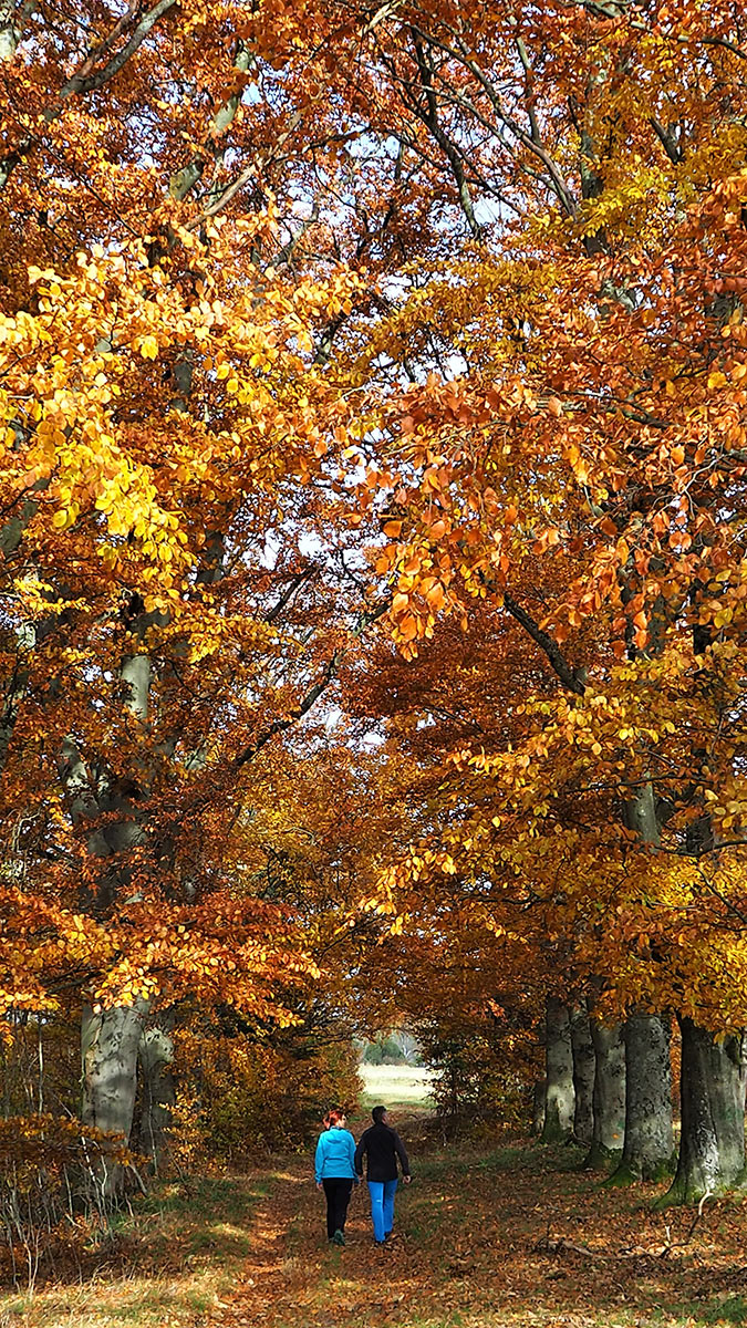 Blätterallee (Foto: Dietmar Schmidt)