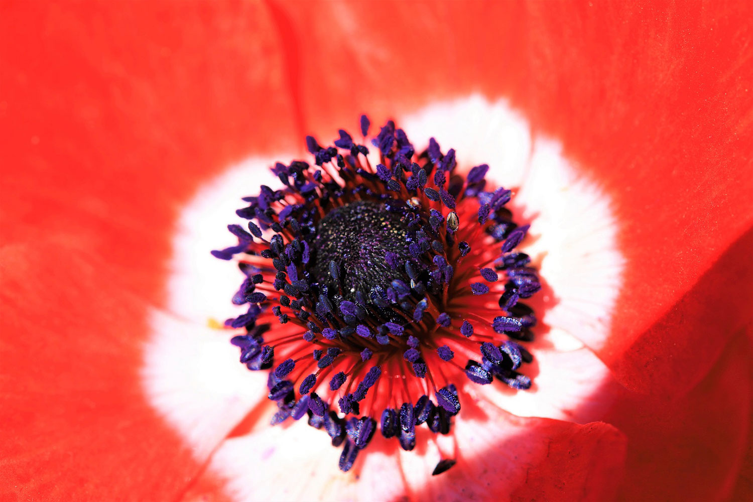 Blumenauge (Foto: Kerstin Wolff)