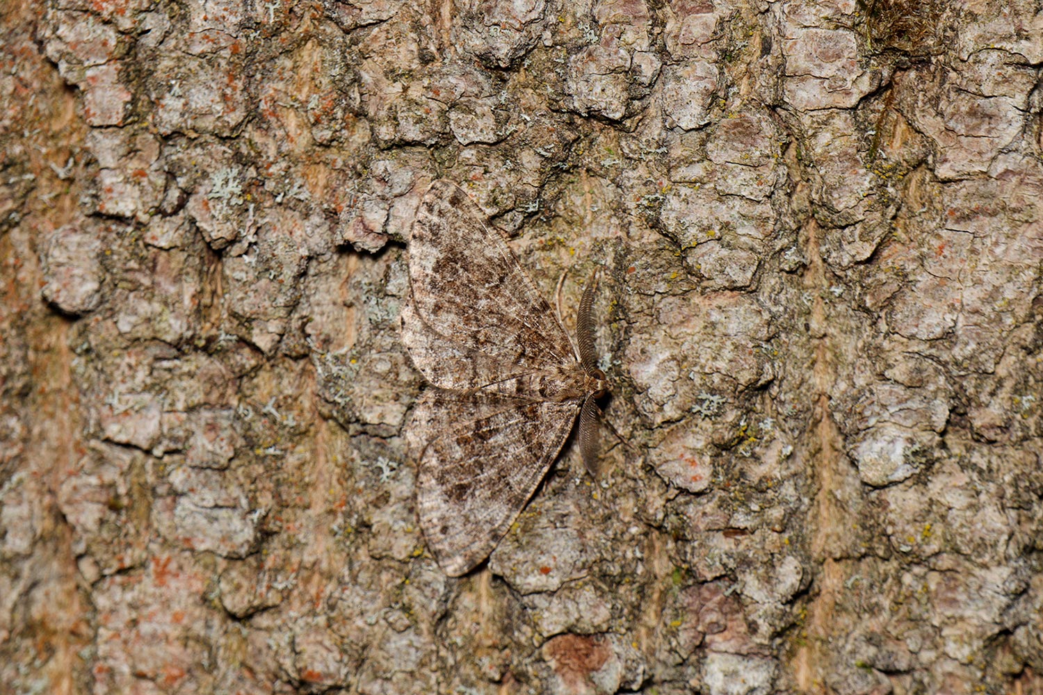 Suchbild (Foto: Claus Gebhardt)