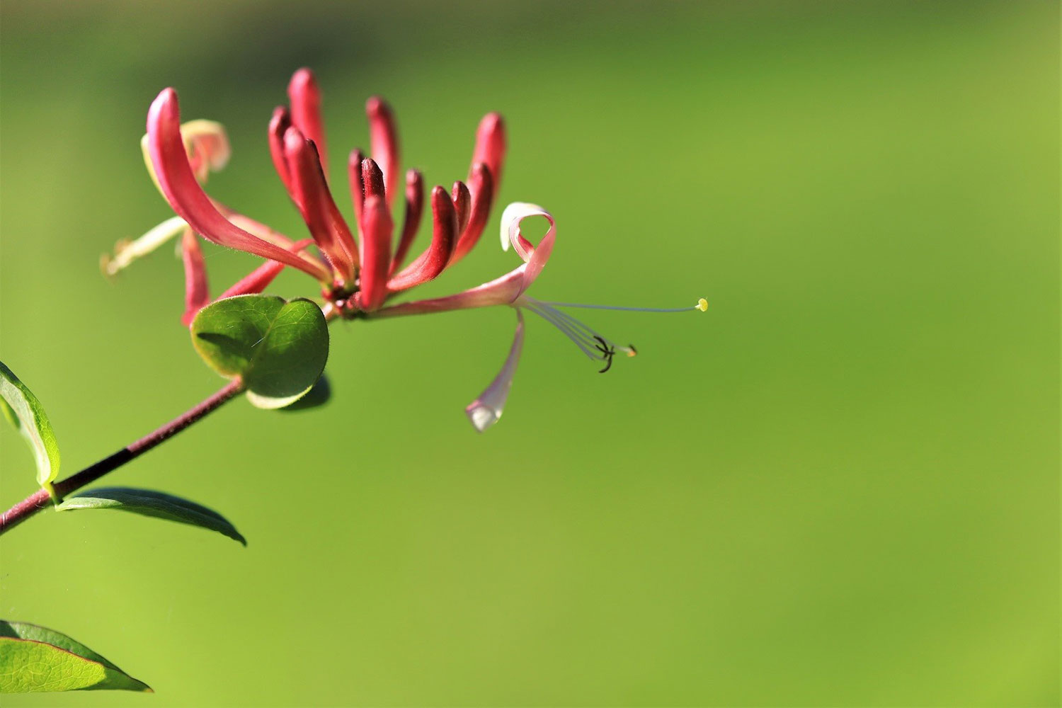 Soviel Grün (Foto: Kerstin Wolff)