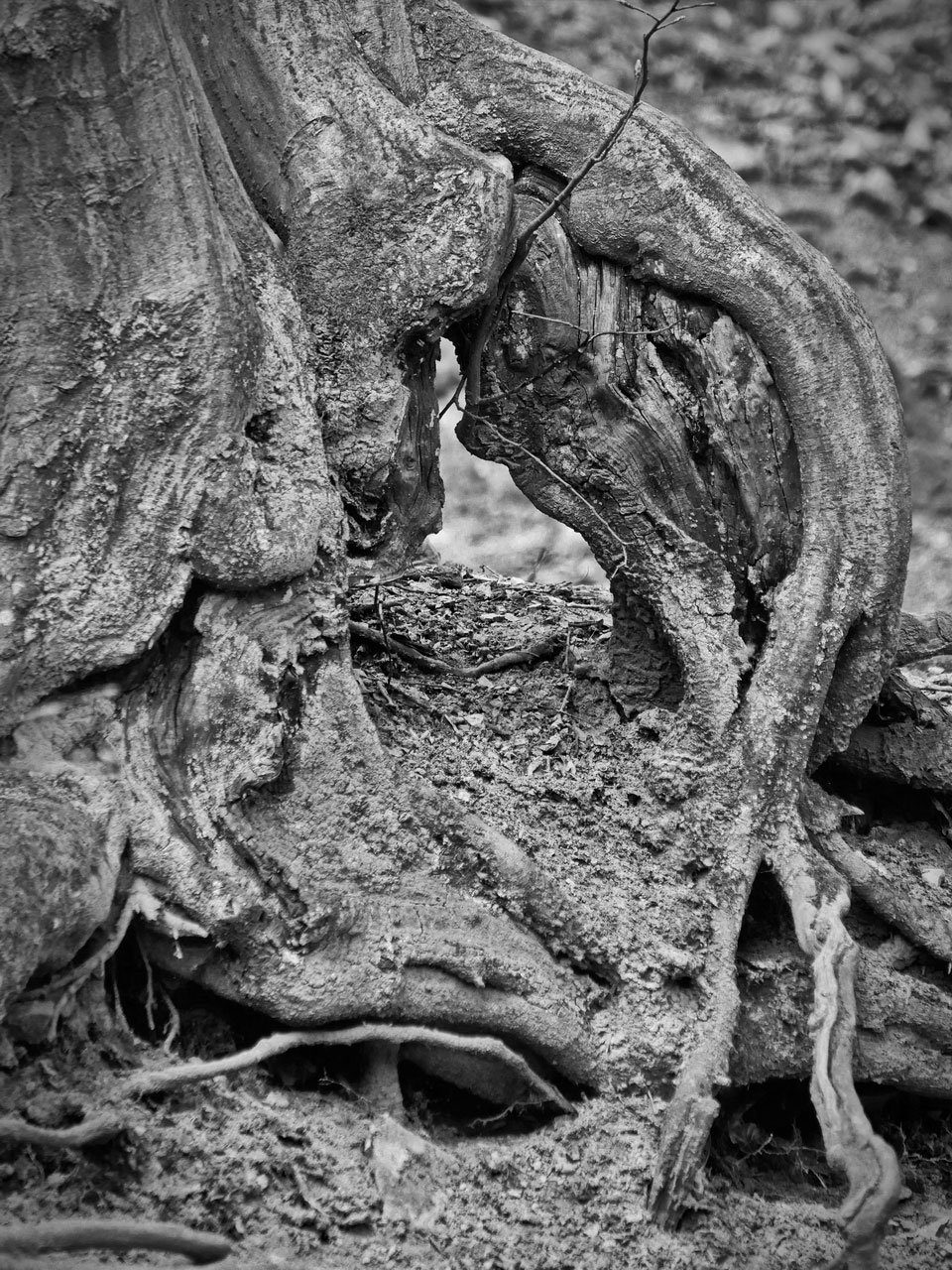 Fotoclub