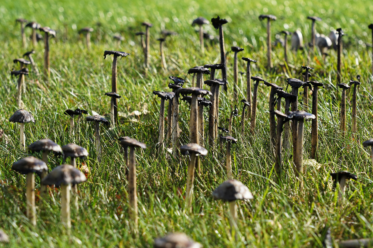 Serie: Pilzwald 1 (Foto: Roland Kastner)