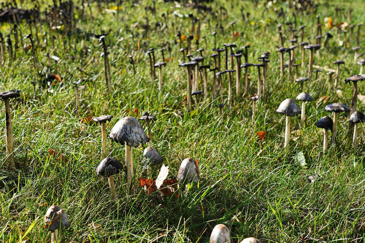 Serie: Pilzwald 2 (Foto: Roland Kastner)