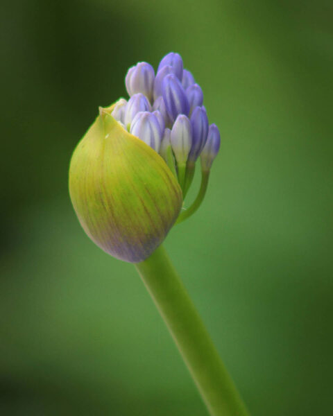 Agapanthus (Foto: Michael Oehlsen)