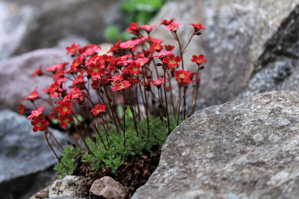 Aufgeblüht (Foto: Michael Stürtz)