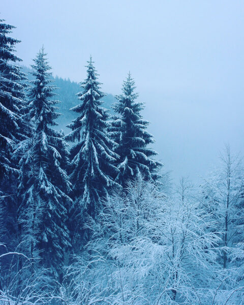 Winterwald (Foto: Michael Oehlsen)