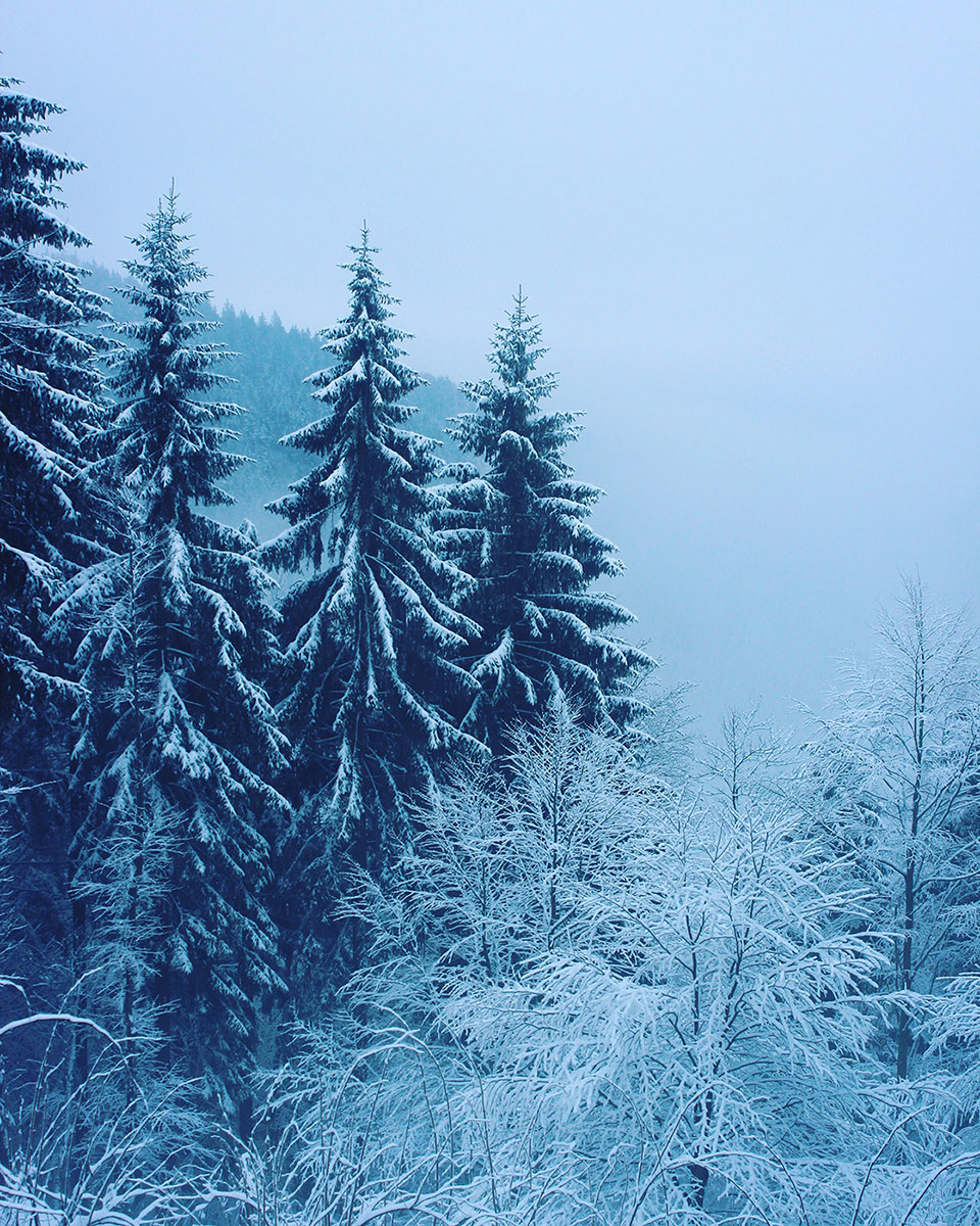 2021-Bild-des-Jahres-105-Winterwald-moe-7.67 Winterwald (Foto: Michael Oehlsen)