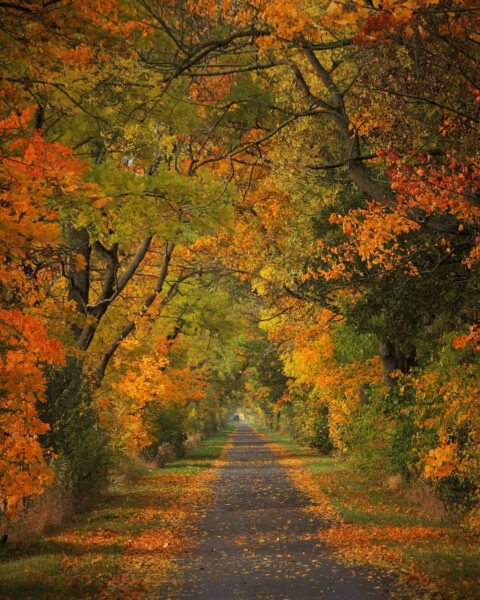 Der Herbst steht auf der Leiter (Foto: Michael Oehlsen)