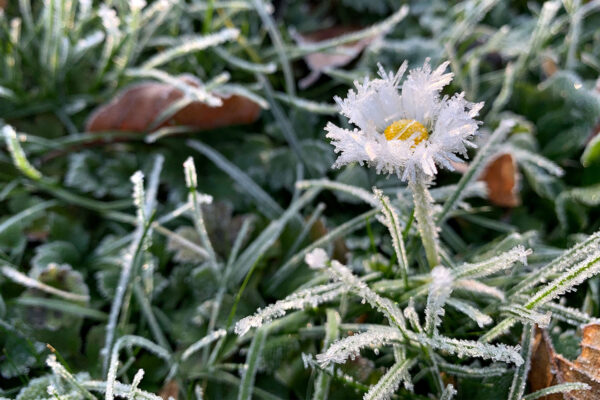 Eisblume (Foto: Andreas Kuhrt)