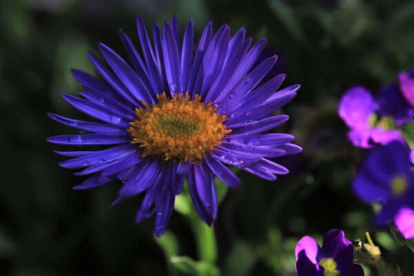 Erblüht (Foto: Kerstin Wolff)