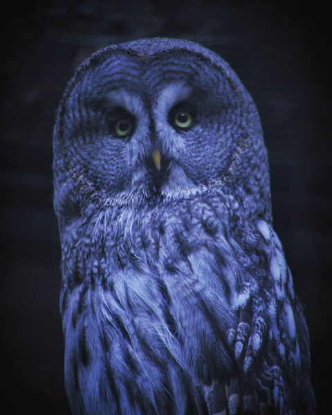 Eule (Foto: Michael Oehlsen)