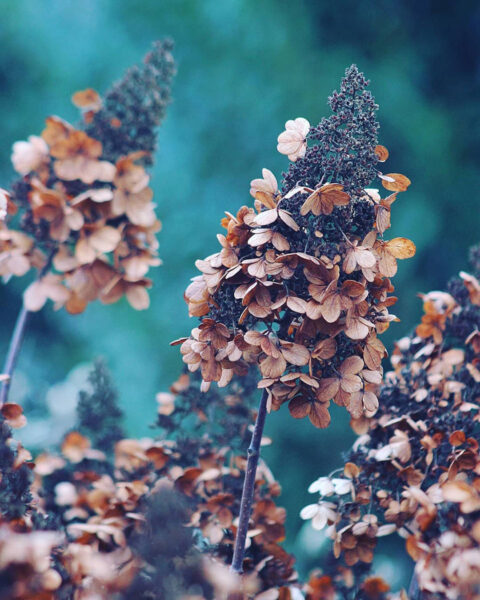 Flowerpower (Foto: Michael Oehlsen)