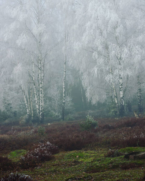 Foggy (Foto: Michael Oehlsen)