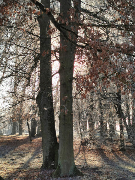 Frostig (Foto: Ines Koch)