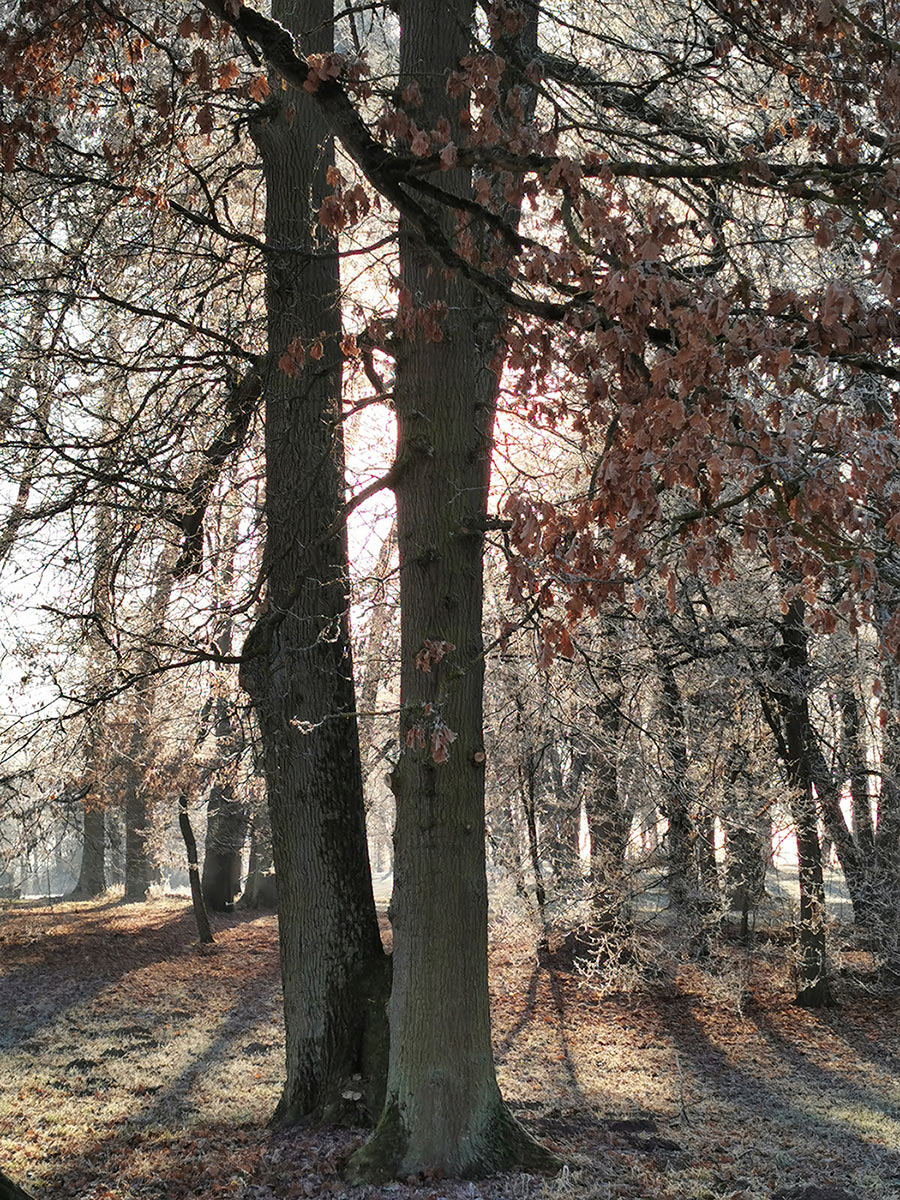 Fotoclub