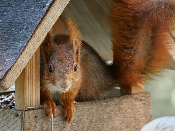 Hausbesetzer (Foto: Roland Kastner)