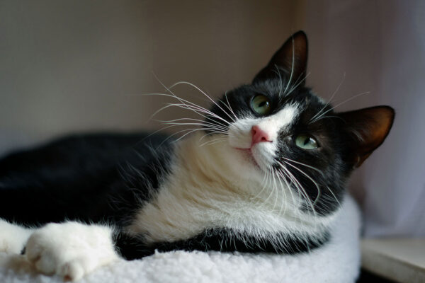 Hector (Foto: Julia Hollandt-Moritz)