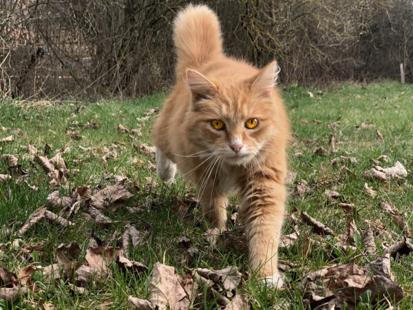 Katzenaugen (Foto: Andreas Kuhrt)