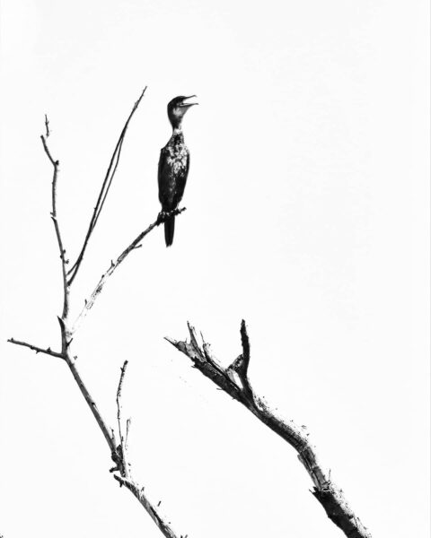 Kormoran (Foto: Michael Oehlsen)