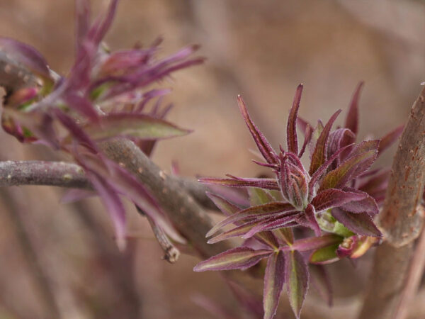 Nachwuchs (Foto: Roland Kastner)